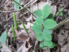 Indigofera kirilowii