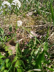 Capsella bursa-pastoris