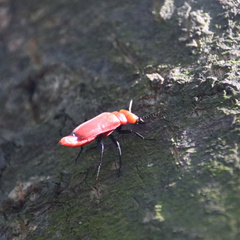 Synhoria maxillosa