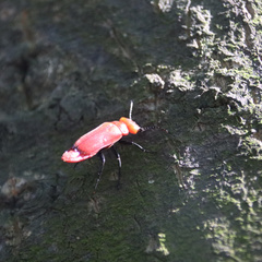 Synhoria maxillosa