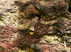 Antodynerus punctatipennis