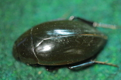 Hydrophilus piceus