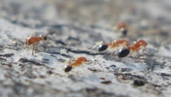 Trichomyrmex destructor