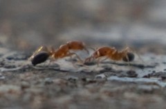 Trichomyrmex destructor