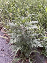 Ambrosia artemisiifolia