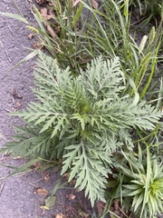 Ambrosia artemisiifolia