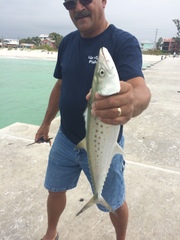 Scomberomorus maculatus