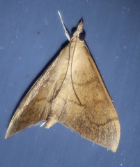 Lamprophaia albifimbrialis