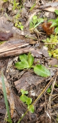 Pterostylis nutans