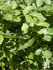 Pseudacris hypochondriaca