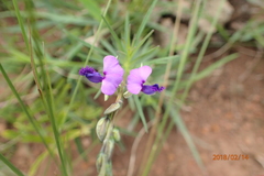 Polygala rehmannii