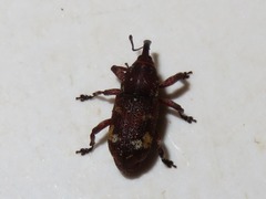 Pissodes castaneus