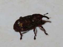 Pissodes castaneus