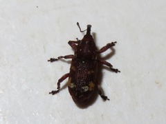 Pissodes castaneus