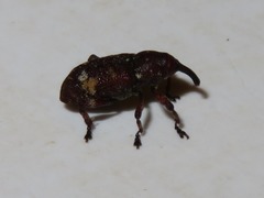 Pissodes castaneus