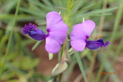 Polygala rehmannii