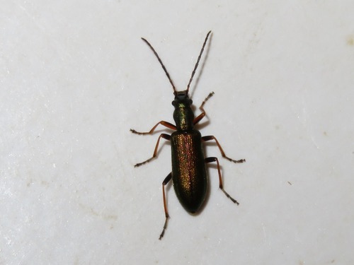 Chrysanthia geniculata, Wassenaar, Nederland, photo 9 of 10