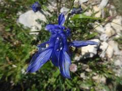 Aquilegia alpina