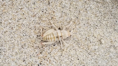 Rhachocnemis validus