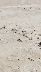 Rhachocnemis validus