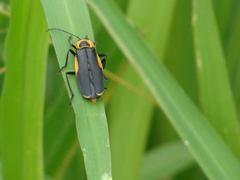 Chauliognathus distinguendus