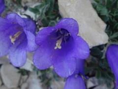 Campanula alpestris