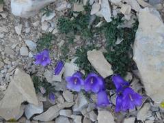 Campanula alpestris
