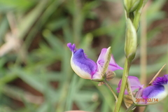 Polygala rehmannii