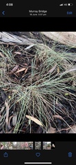 Lomandra collina