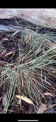 Lomandra collina