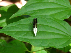 Cogia crameri