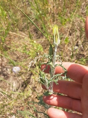 Tragopogon ucrainicus