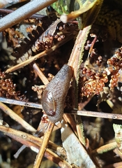 Schizoglossa