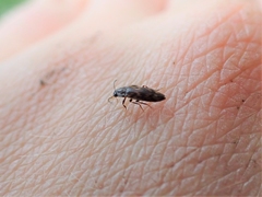 Melandryidae