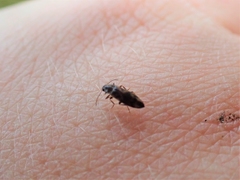 Melandryidae
