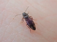 Melandryidae