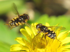 Parhelophilus rex