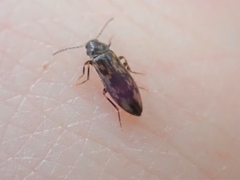 Melandryidae