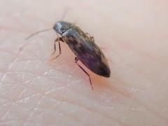 Melandryidae