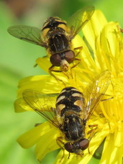 Parhelophilus rex