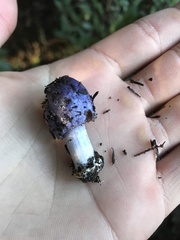 Cortinarius coneae