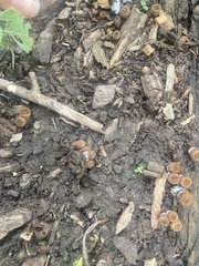 Trichoderma latizonatum