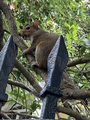 Sciurus carolinensis