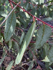 Eucalyptus luehmanniana