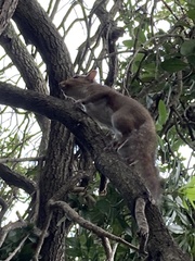 Sciurus carolinensis