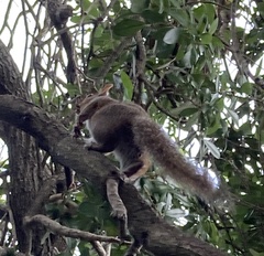 Sciurus carolinensis
