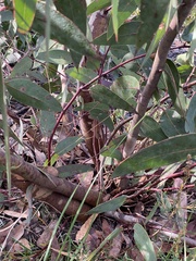 Eucalyptus luehmanniana