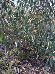 Eucalyptus luehmanniana