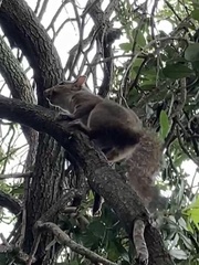 Sciurus carolinensis