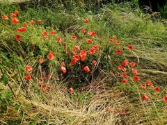 Papaver rhoeas